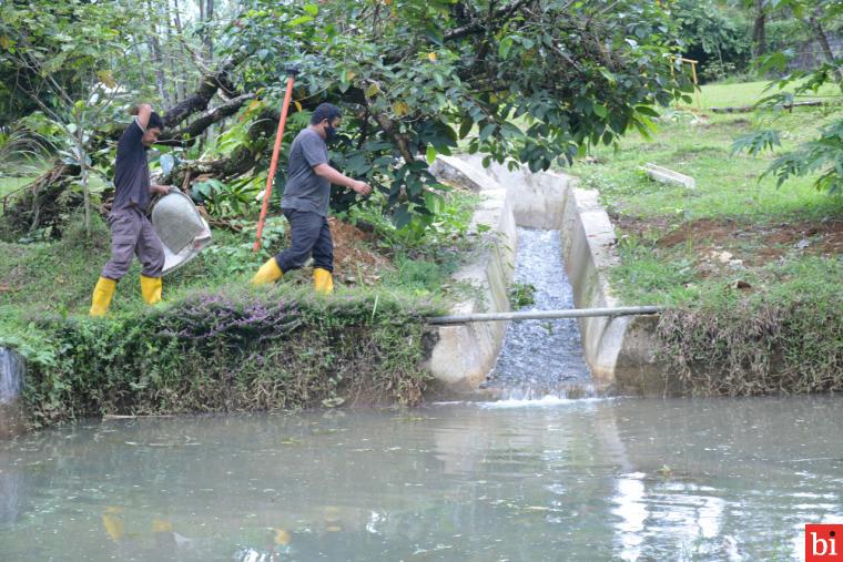 1000-an Induk Ikan Bilih Diintroduksi di Kolam Pemijahan Milik PT Semen Padang