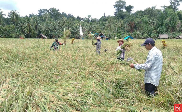 Babinsa Koramil 03/Sipora, Kodim 0319/Mentawai, Serda Osten Sinaga dampingi warga panen padi di Dusun Pogari, Desa Goiso'oinan, Rabu (7/4).