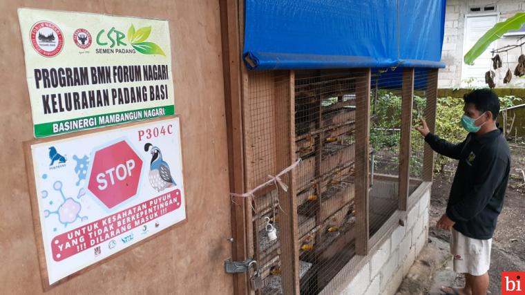 Ketua Forum Nagari Padang Besi sedang mengambil telur puyuh dari kandang usaha budidaya puyuh petelur UMKM Rumah Dagang.