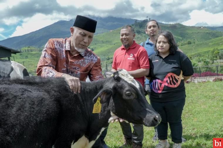 Kehadiran Gubernur Sumatera Barat (Sumbar) Mahyeldi Ansharullah membawa berkah bagi peternakan sapi Moosa Edufarm, Solok (27/5/2023). IST