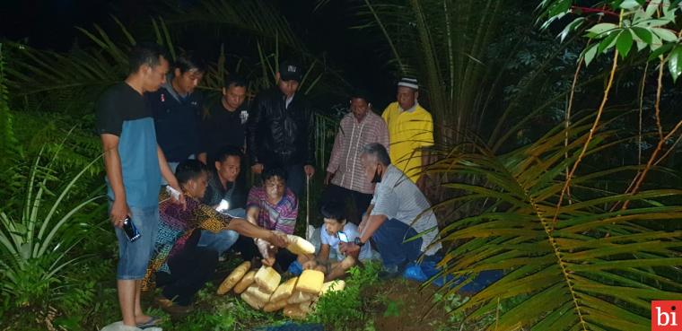 Penangkapan pelaku Penyalahguna Ganja, FB di lokasi penyimpanan ganja yag disimpan didalam semak-semak kebun kelapa sawit